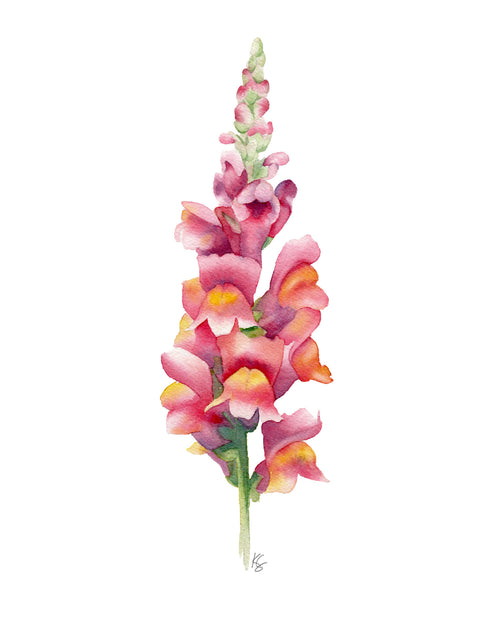 Pink snapdragon flower on a white background