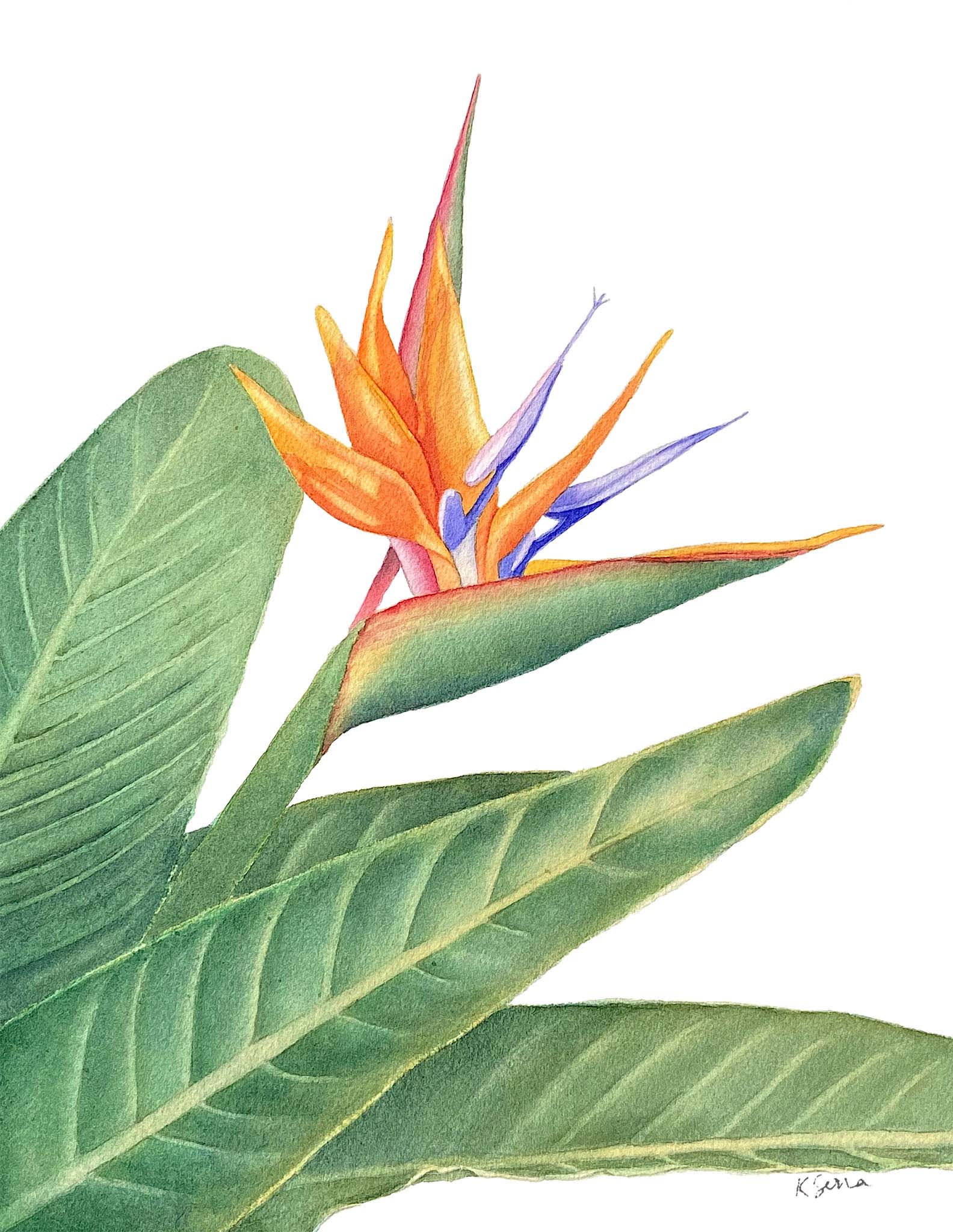 Illustration of a tropical flower with green leaves on a white background