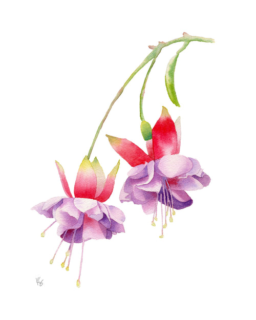 Watercolor illustration of pink and purple fuchsia flowers on a white background