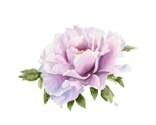Purple peony with green leaves on a white background