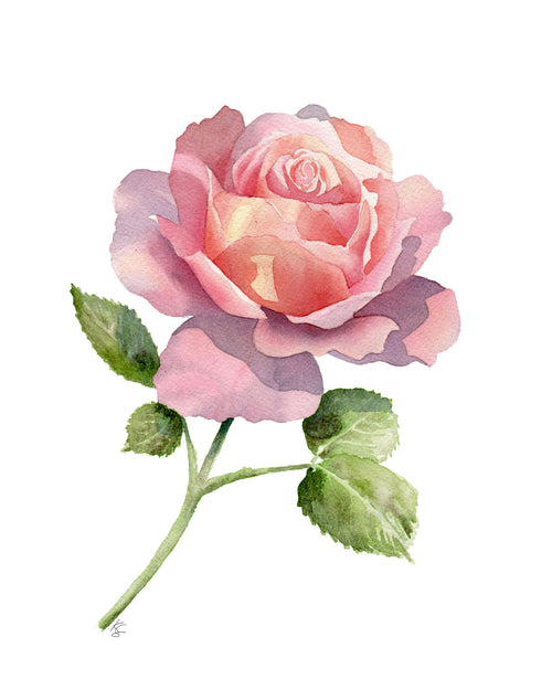 Pink rose with green leaves on a white background
