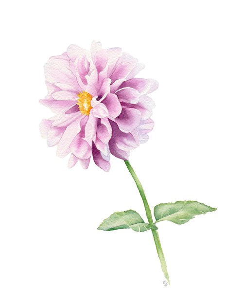 Pink dahlia with a green stem on a white background
