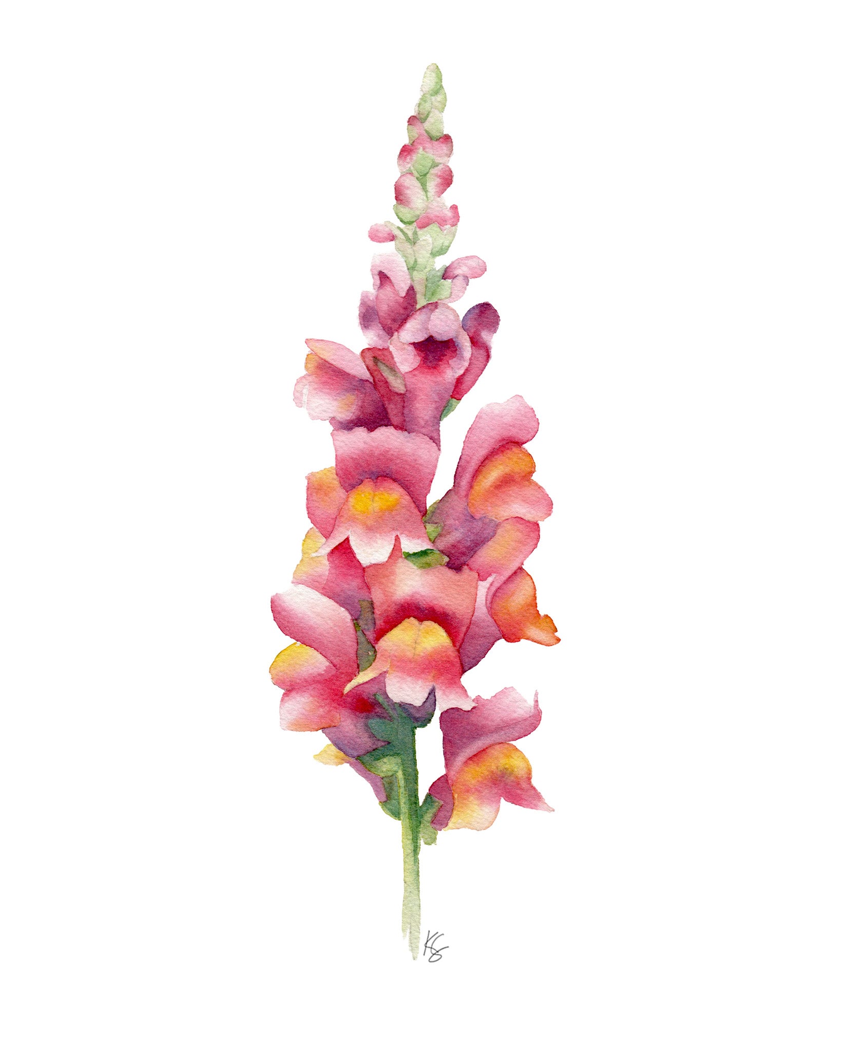 Alongside the Cottage Path - Snapdragon Art Print