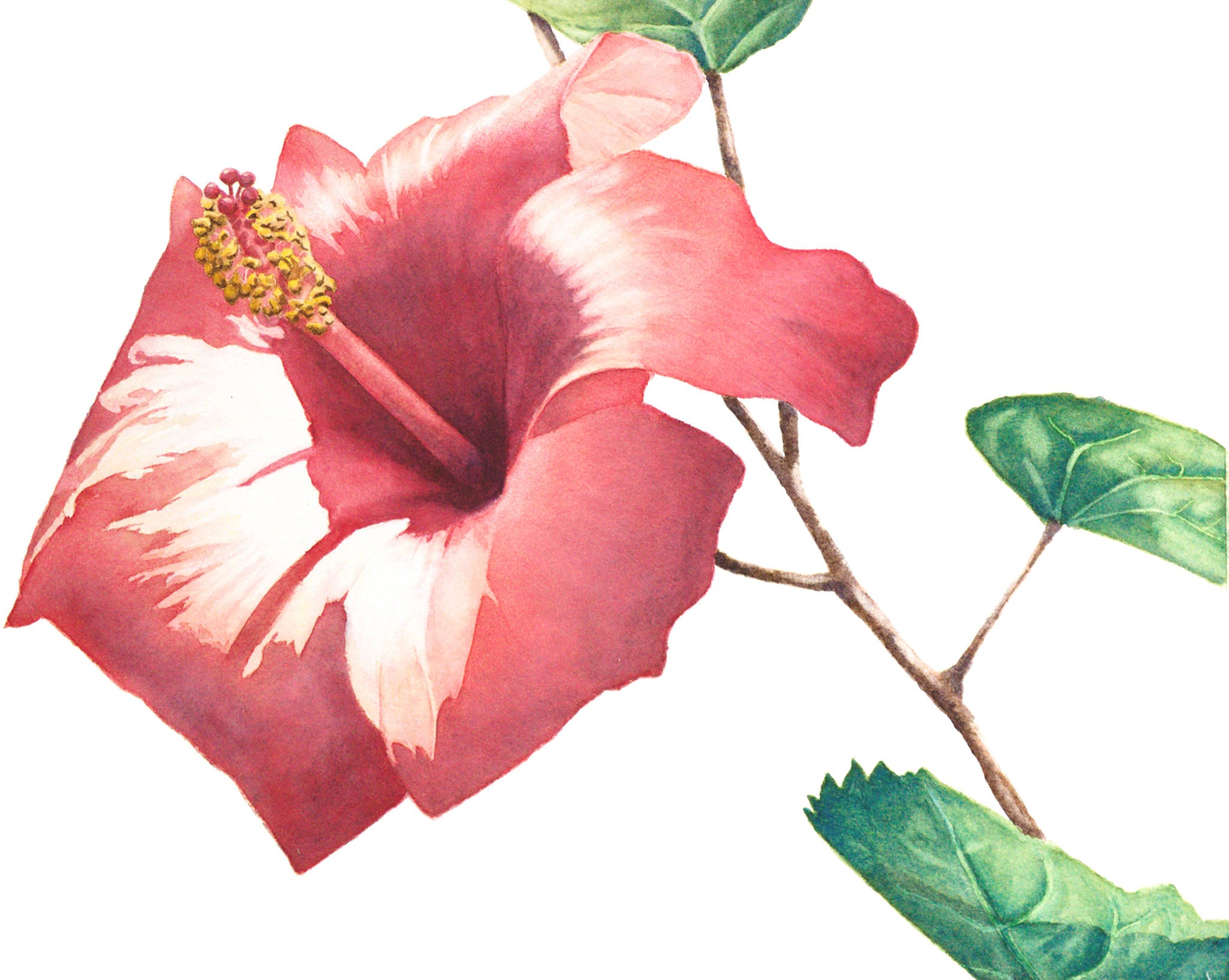 Close-up of a red hibiscus flower with green leaves on a white background